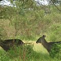 Safari Tsavo East - kto wie co to za zwierzę? #kenia #safari #tsavo