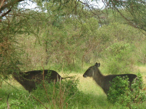 Safari Tsavo East - kto wie co to za zwierzę? #kenia #safari #tsavo
