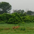 Safari Tsavo East - lwica przypatrująca się bawołom #kenia #safari #tsavo