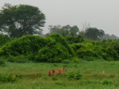 Safari Tsavo East - lwica przypatrująca się bawołom #kenia #safari #tsavo