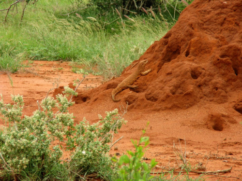 Safari Tsavo East - jaszczura na kopcu termitów #kenia #safari #tsavo