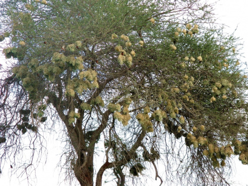 Safari Tsavo East - ptasie gniazda na akacji #kenia #safari #tsavo