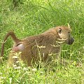Safari Tsavo East - pawian czyli największy psotnik sawanny