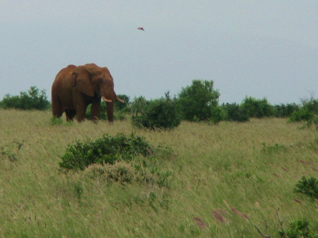 Safari Tsavo East - wielki słoń #kenia #safari #tsavo