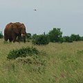 Safari Tsavo East - wielki słoń #kenia #safari #tsavo