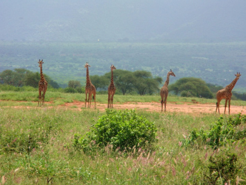 Safari Tsavo East - żyrafy #kenia #safari #tsavo