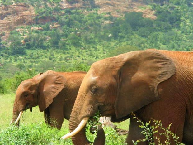 Safari Tsavo East - zawsze myślałem, że różowe słonie widzą tylko alkoholicy po całonocnej libacji #kenia #safari #tsavo