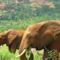 Safari Tsavo East - zawsze myślałem, że różowe słonie widzą tylko alkoholicy po całonocnej libacji #kenia #safari #tsavo