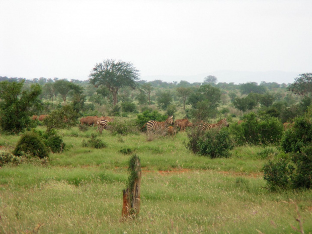 Safari Tsavo East #kenia #safari #tsavo