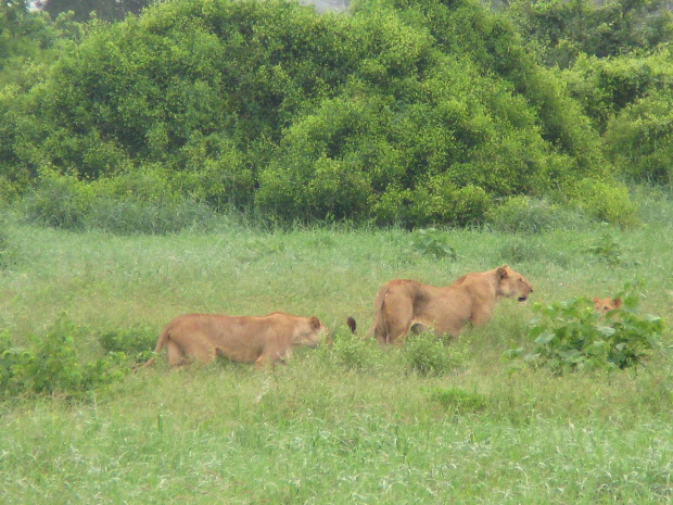 Safari Tsavo East - lwice z młodymi przypatrujące się bawołom #kenia #safari #tsavo