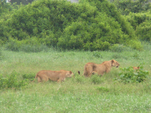 Safari Tsavo East - lwice z młodymi przypatrujące się bawołom #kenia #safari #tsavo