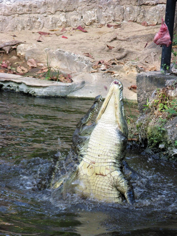Na farmie krokodyli - zwierzaczek musi się trochę napracować, żeby zdobyć pokarm #krokodyl #afryka #mombasa #kenia #FarmaKrokodyli #tropik