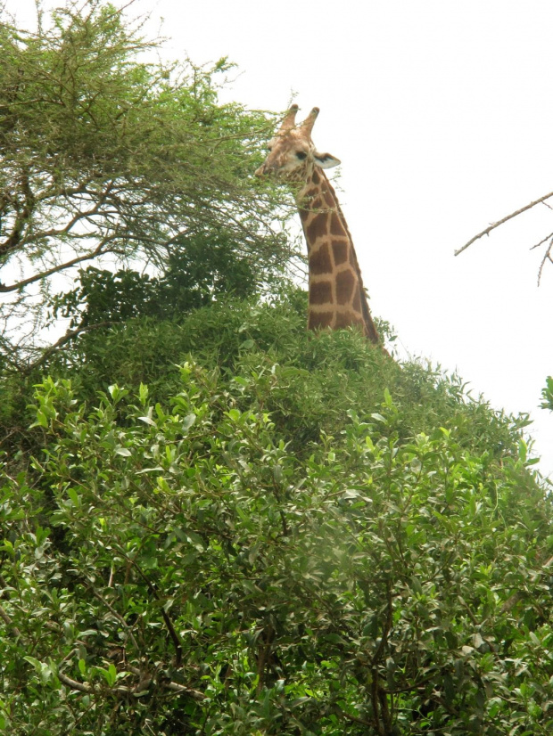 Safari Tsavo East #kenia #safari #tsavo