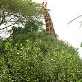 Safari Tsavo East #kenia #safari #tsavo