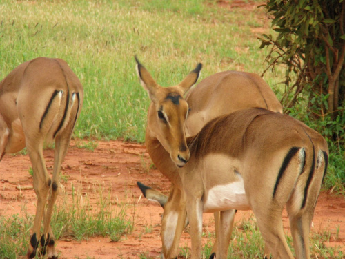 Safari Tsavo East -gazele #kenia #safari #tsavo