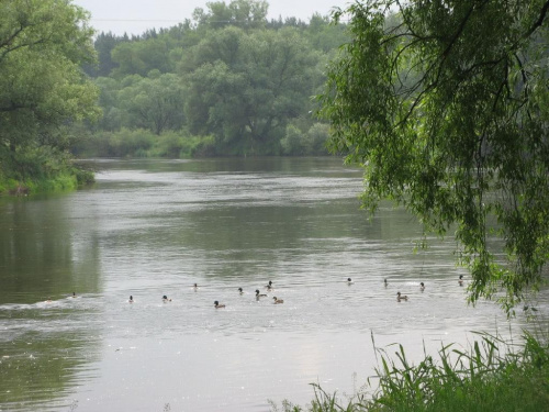 Warta pomiędzy Rogalinkiem i Puszczykowem.