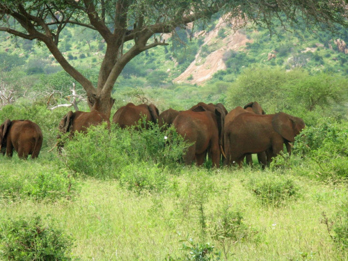 Safari Tsavo East - stado słoni #kenia #safari #tsavo