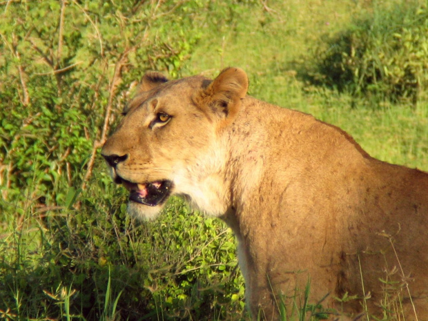 Safari Tsavo East - wystarczyłby jej jeden skok aby znaleźć się w samochodzie. Na szczęście zwierzęta w parkach narodowych nie zwracają uwagi na wszędzie będących turystów, #kenia #safari #tsavo