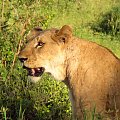 Safari Tsavo East - wystarczyłby jej jeden skok aby znaleźć się w samochodzie. Na szczęście zwierzęta w parkach narodowych nie zwracają uwagi na wszędzie będących turystów, #kenia #safari #tsavo