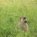 Safari Tsavo East - pawian czyli największy psotnik sawanny #kenia #safari #tsavo