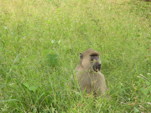 Safari Tsavo East - pawian czyli największy psotnik sawanny #kenia #safari #tsavo