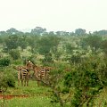 Safari Tsavo East - zebry #kenia #safari #tsavo