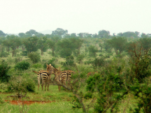 Safari Tsavo East - zebry #kenia #safari #tsavo