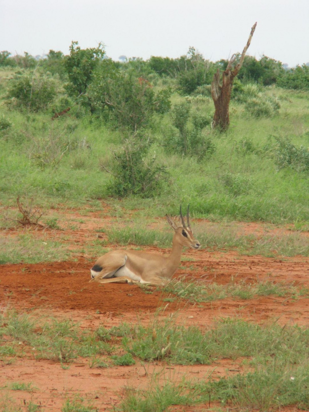 Safari Tsavo East #kenia #safari #tsavo