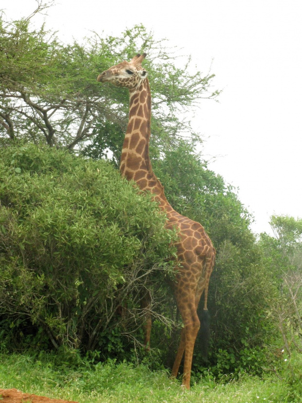 Safari Tsavo East