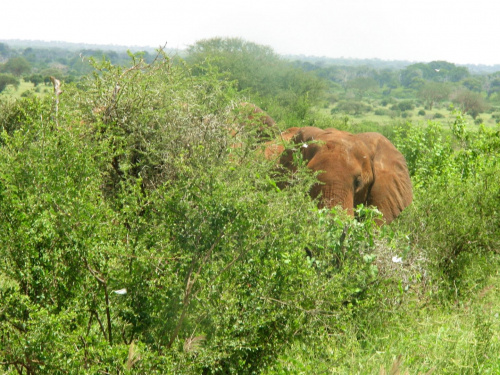 Safari Tsavo East #kenia #safari #tsavo