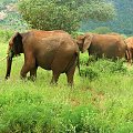 Safari Tsavo East - słoń afrykański