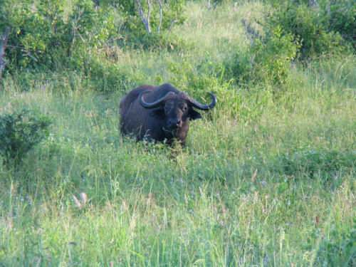 Safari Tsawo East - bawół #kenia #safari #tsavo