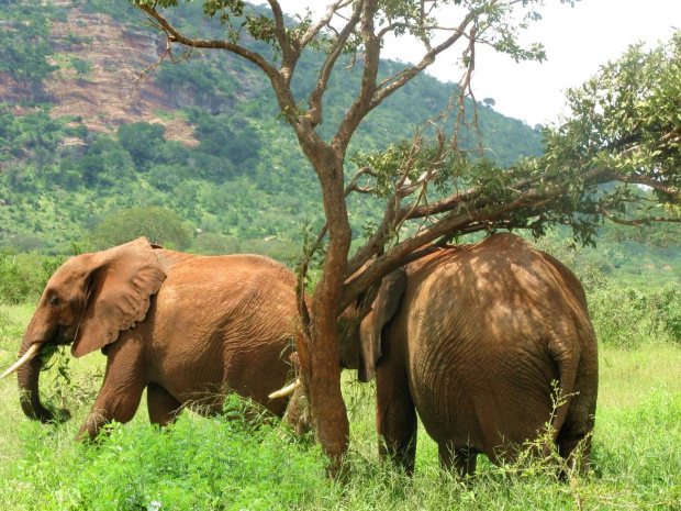 Safari Tsavo East #kenia #safari #tsavo