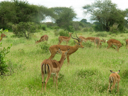 Safari Tsavo East - gazele #kenia #safari #tsavo