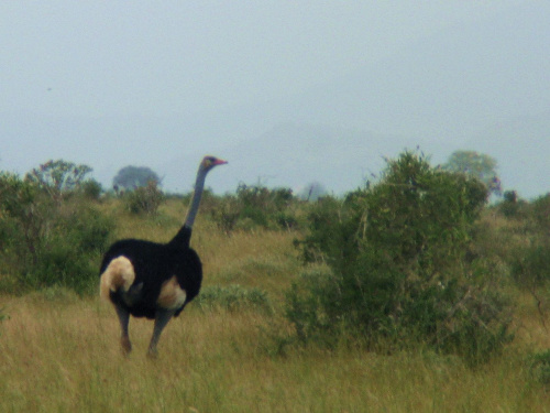 Safari Tsavo East - struś #kenia #safari #tsavo #struś