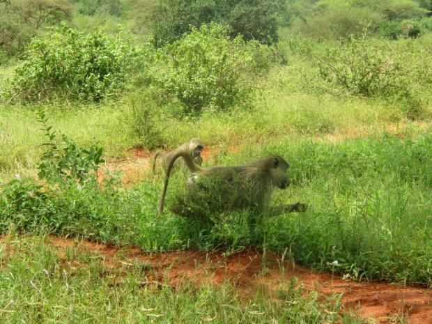 Safari Tsavo East - pawian