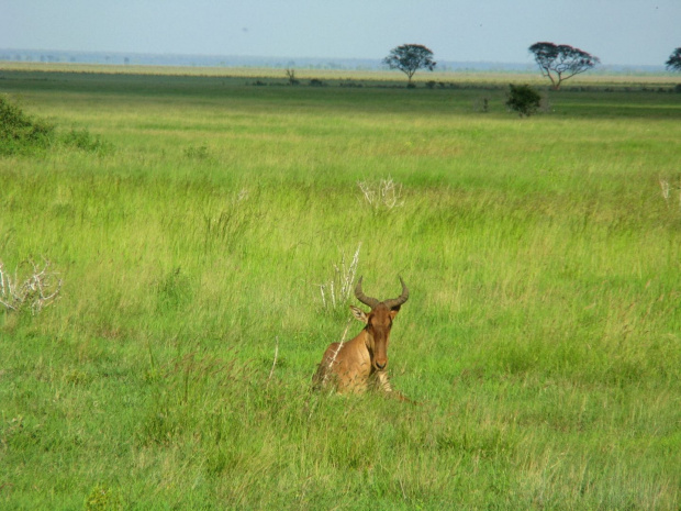 Safari Tsavo East - antylopa krowia czyli inaczej bawolec (Alcelaphus buselaphus) #kenia #safari #tsavo