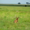 Safari Tsavo East - antylopa krowia czyli inaczej bawolec (Alcelaphus buselaphus) #kenia #safari #tsavo