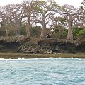 Wyspę Washini porastają piękne baobaby. #baobab #Washini #Kenia #Afryka #tropik #OceanIndyjski