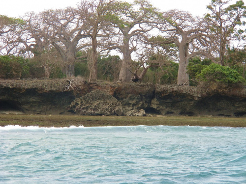 Wyspę Washini porastają piękne baobaby. #baobab #Washini #Kenia #Afryka #tropik #OceanIndyjski