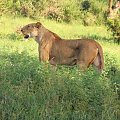 Safari Tsavo East - pod skórą same mięśnie i jakieś 200kg wagi #kenia #safari #tsavo