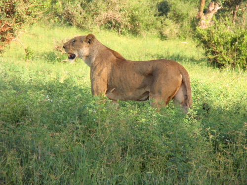 Safari Tsavo East - pod skórą same mięśnie i jakieś 200kg wagi #kenia #safari #tsavo