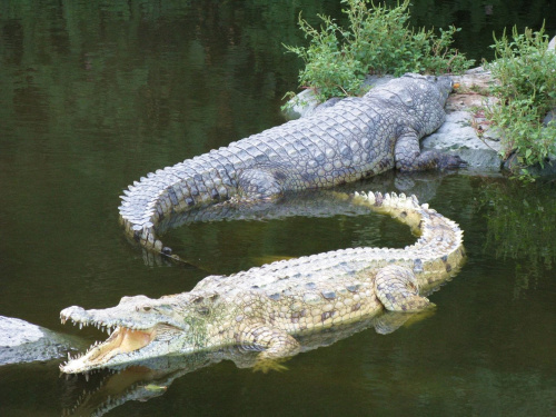 Farma krokodyli - co jakiś czas rodzi się krokodyl albinos #afryka #mombasa #tropik #FarmaKrokodyli #krokodyl