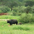 Safari Tsavo East - bawół #safari #kenia #tsavo