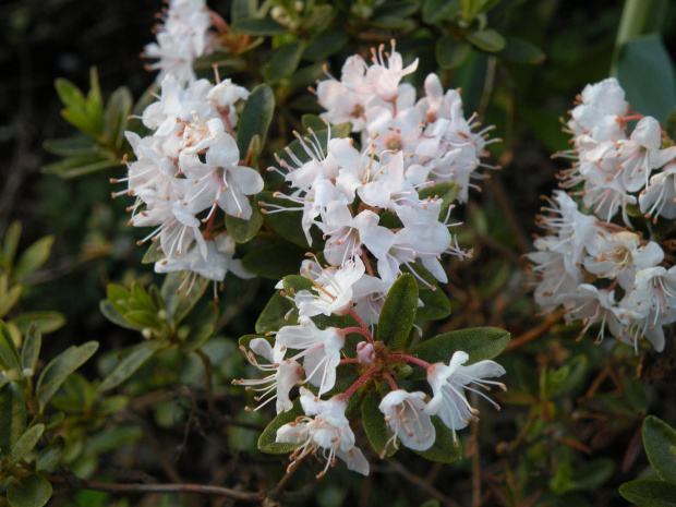 Rhododendron 'Billy Novinka'