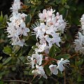 Rhododendron 'Billy Novinka'