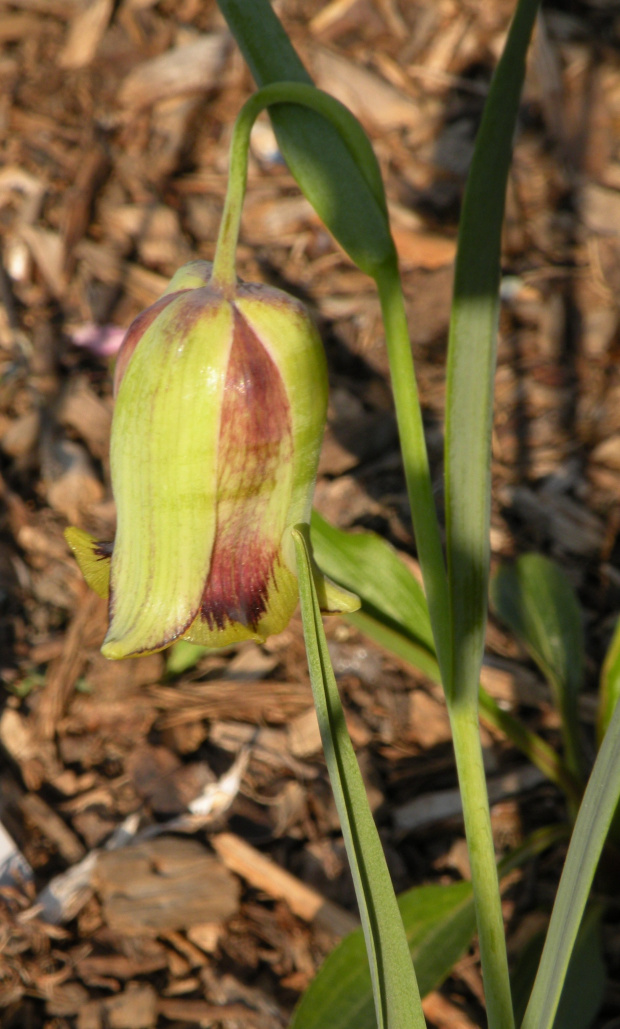 Fritillaria acmopetala ?