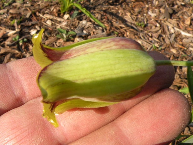 Fritillaria acmopetala ?