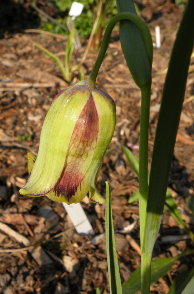 Fritillaria acmopetala ?