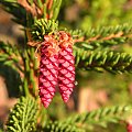 Picea orientalis